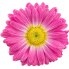 flower - Altro - 