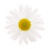 flower - Resto - 