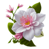 flower - Rastline - 
