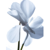 flower - Piante - 