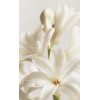 flower - Piante - 