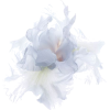 flower - 植物 - 