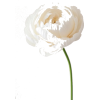 flower - Plants - 