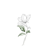 flower - Plants - 