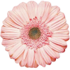 flower - Plantas - 