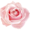 flower - Plants - 