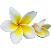 flower - Растения - 