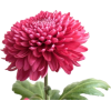 flower - 植物 - 