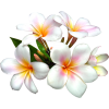 flower - Rośliny - 