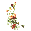 flower - Растения - 