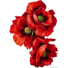flower - Biljke - 
