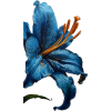 flower - Rośliny - 
