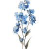 flower - Rośliny - 