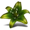 flower - Pflanzen - 