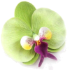 flower - Plantas - 