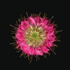 flower - Mie foto - 