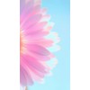 flower background - Fondo - 