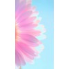 flower background - 北京 - 