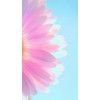 flower background - Plantas - 