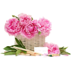 flower basket - Растения - 