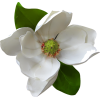 flower magnolia plant - Items - 