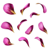 flower purple flower Petals - イラスト - 