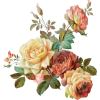 flower, rose spray - Plants - 