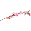 flowers, plant, fiori, ramo - Rośliny - 