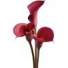 flowers - Растения - 