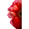 flowers - Piante - 