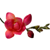 Flowers Pink Plants - Растения - 