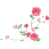 Flowers Pink Plants - Rośliny - 