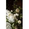 flowers - Illustrations - 