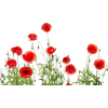 flowers - Predmeti - 