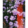 flowers - Moje fotografie - 