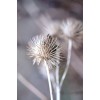 flowers - My photos - 