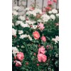 flowers - Natureza - 