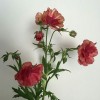 flowers - 自然 - 