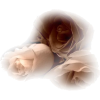 flowers - Plants - 