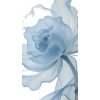 flowers - Plants - 