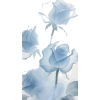 flowers - Plantas - 