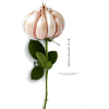 flowers - 植物 - 