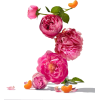 flowers - Plants - 