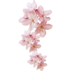 flowers - Piante - 
