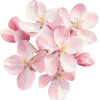 flowers - Piante - 