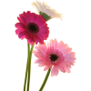 flowers - 植物 - 