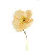 flowers - Piante - 
