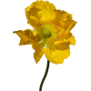 flowers - Plantas - 