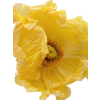 flowers - Plantas - 
