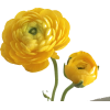 flowers - Biljke - 